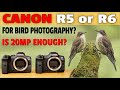 Canon R5 vs R6 Review for Bird Photography - Do You Need 45mp? Let's Find Out!