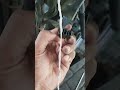 Inilah Penyebab Spedometer Digital Motor Mati!!