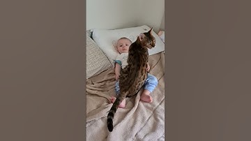 Heartwarming Interaction Between Baby and Bengal Cat in Bed