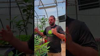 Growing Olives in Southwest Virginia: Container Fruit Trees for Home Production