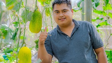 Quy trình trồng Dưa leo (Dưa nước) trong nhà màng đạt hiểu quả cao | Nông Nghiệp Tây Nguyên