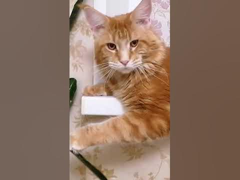 Симбочка - YouTube