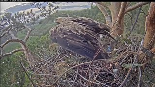 5/5/24 ☀️🦅 Young Eagle Mum Nova on Evening Patrol 🦅 Молодая мама орел Нова в вечернем патруле