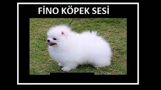 Fino Köpek sesi