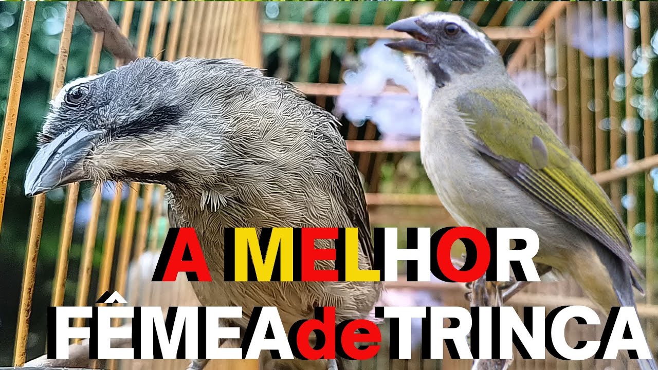 Fêmea de trinca ferro macheando e chamando para esquentar e canto de ...