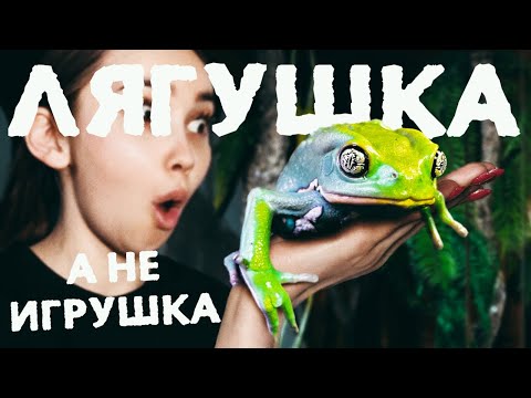 Чакская Филломедуза - лягушка для новичка. Почему она выглядит как игрушка?
