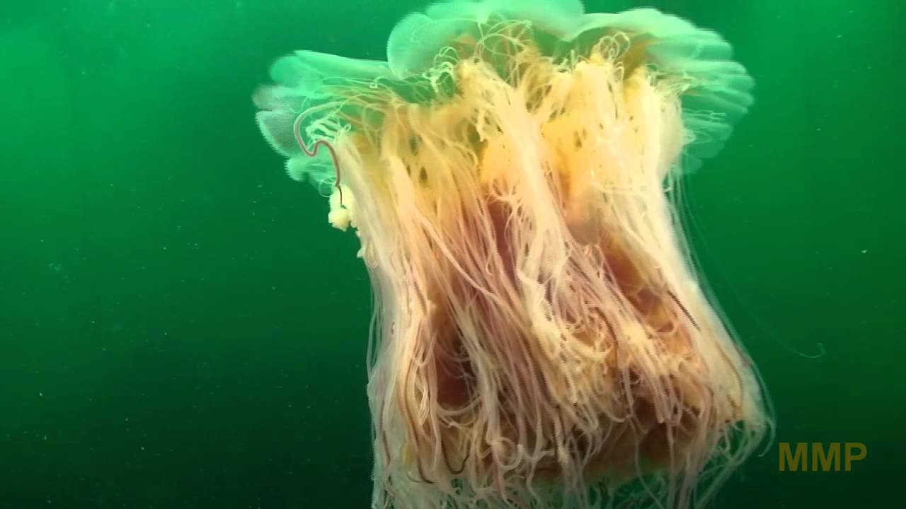 Octopus and Jellyfish in Canada YouTube