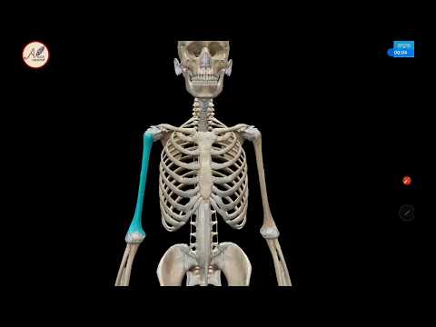 3D Anatomi Tulang : Os Humerus (Tulang Lengan Atas)