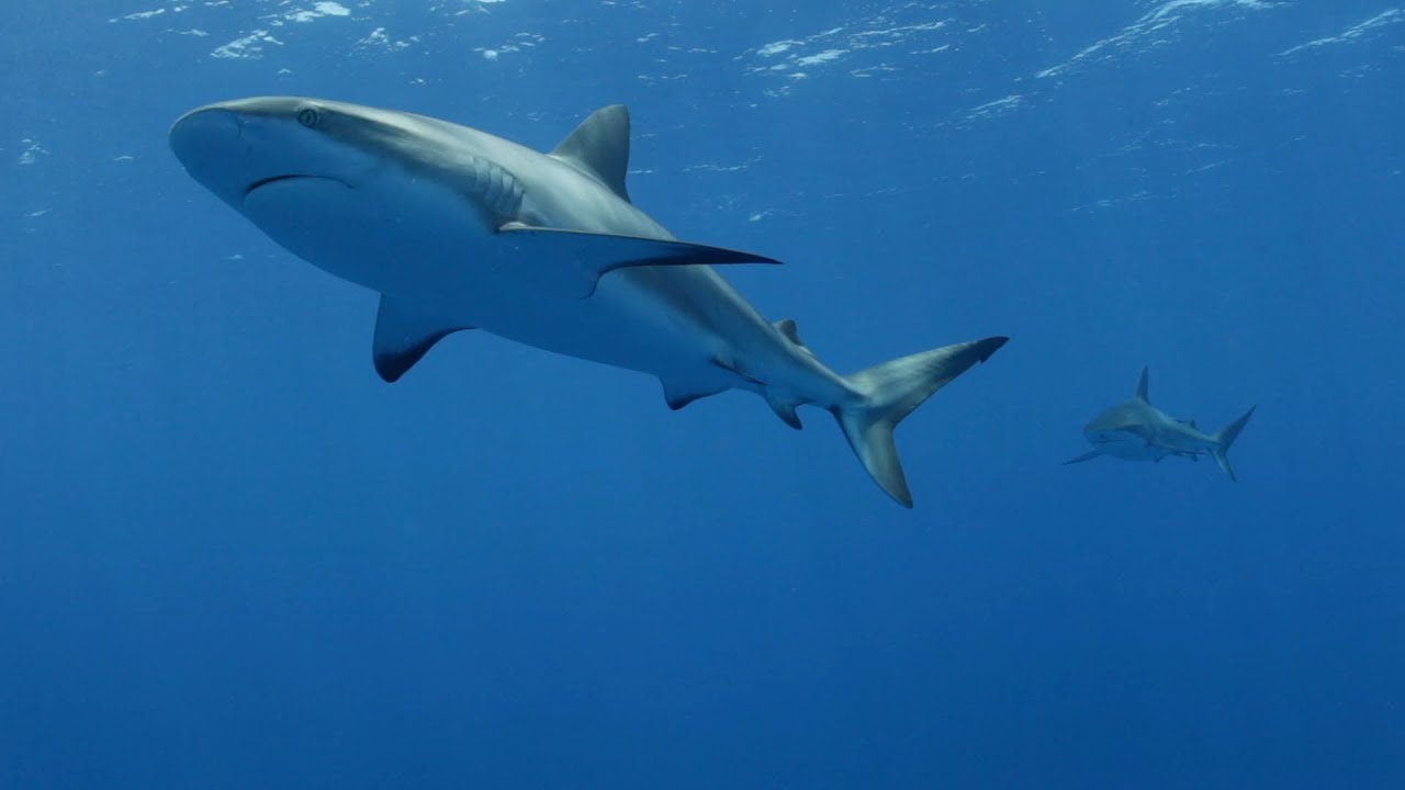 High Seas Journey to the Costa Rica Thermal Dome (English Subtitle Version)