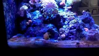 Angler Fish Hunting And Catching A Meal