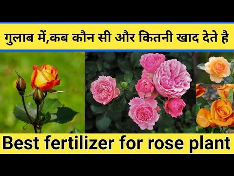 वीडियो: उर्वरक गुलाब: गुलाब को खाद कब दें