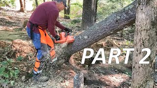 Taking Down A Leaning Pine Tree With Kubota BX23S & EchoCS590 Timber Wolf // Part 2