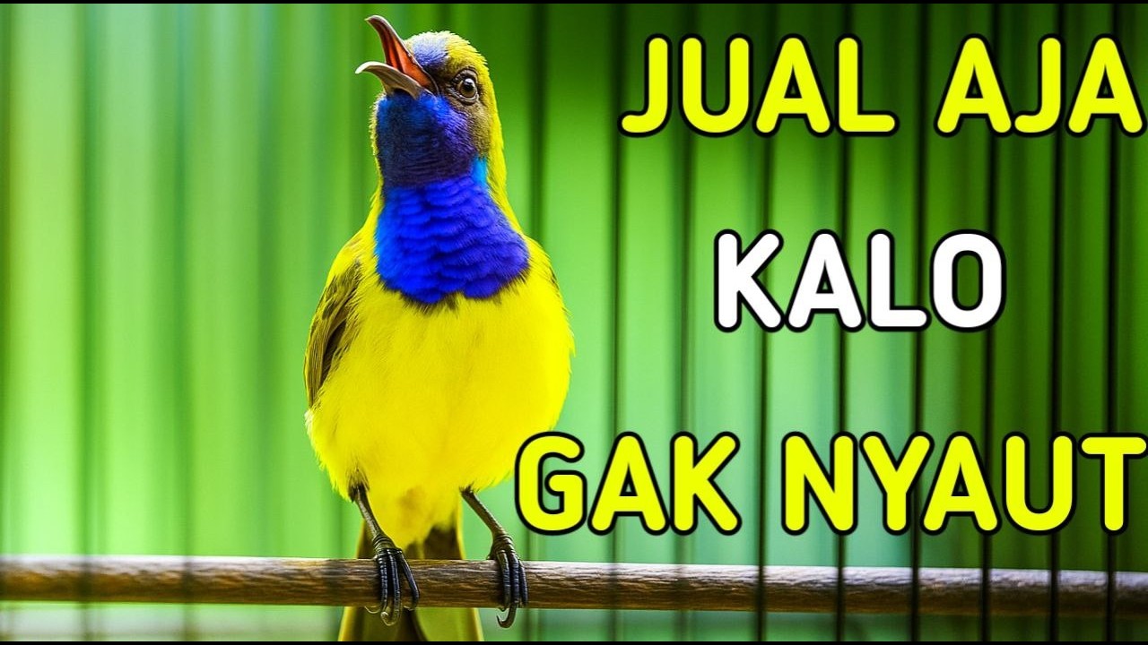 Jual aja kalo sogonmu engga nyaut, pancingan sogon ampuh bikin nyaut