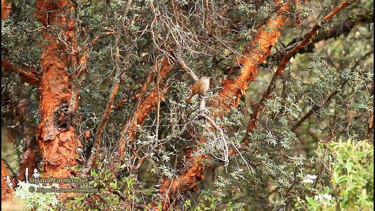 Striated Earthcreeper - Llanganuco, Ancash, Central Peru.