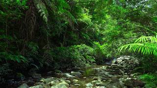 Relaxing Forest Sounds, Babbling Brook, Birds Chirping, Nature Relaxation, ASMR