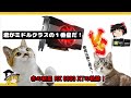 グラボのトピックス・赤の新星 Radeon RX 6600 XTの軌跡！