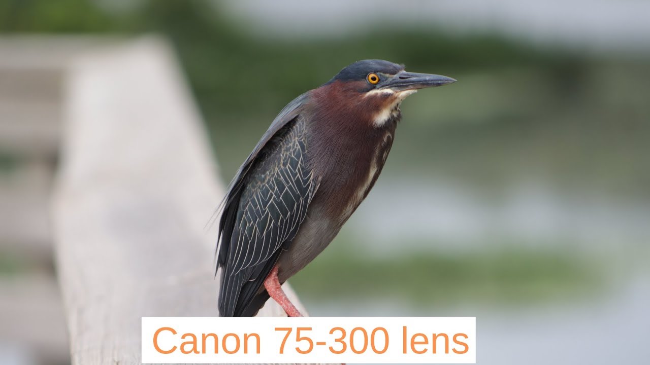 The Canon 75 300mm Lens Impressive Video Quality Youtube
