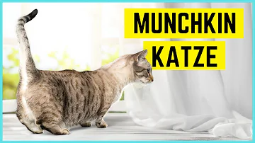 Sind Munchkin Katzen in Deutschland erlaubt?