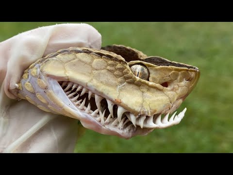 Видео: 100 Самых Необычных Змей в Мире