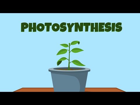 Photosynthesis