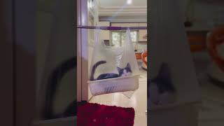 Content Cat Enjoys Relaxation Time Inside a Hanging Bag