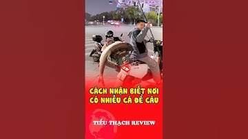 Cách nhận biết nơi có nhiều cá để câu #shorts