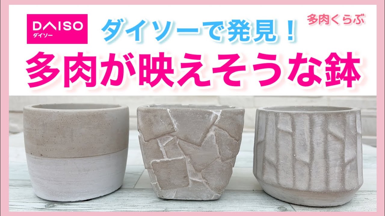 多肉植物】ダイソーで見つけた❣️多肉が映えそうな鉢・7種/ミニ多肉丼