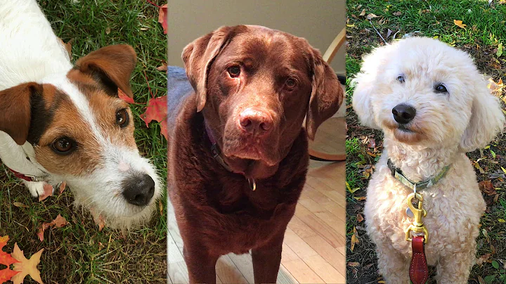 Thank You For Being My Dog Music Video