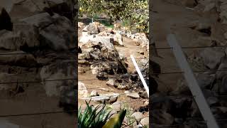 Nubian Soemmerrings Gazelle At The San Diego Zoo Safari Park