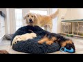 Golden Retriever Shocked by Puppies occupying his bed!