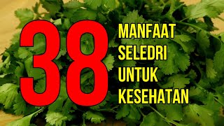 Masya Allah, Inilah 38 Manfaat Seledri Untuk Kesehatan