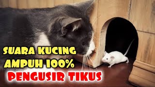 Suara Kucing Pengusir Tikus | Cara Mengusir Tikus AMPUH 100%