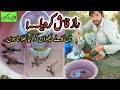 Scorpion Feeding | Black Scorpion Farming in Pakistan | Bicho Feed in Urdu Hindi