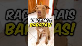 Os 4 Cães Mais Baratos Do Mundo