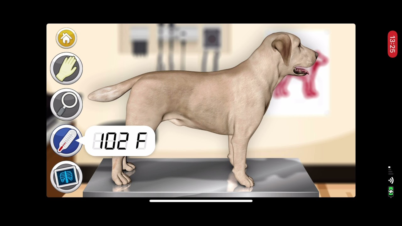 Dog games pet vet doctor care YouTube