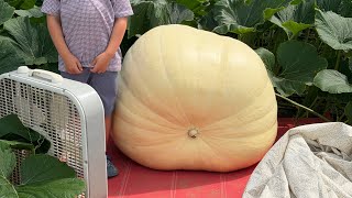 6-15-26 full giant pumpkin update!!
