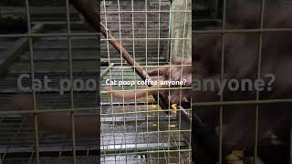 These cats eat coffee beans and remove some acidity. People drink the coffee beans after! #bali