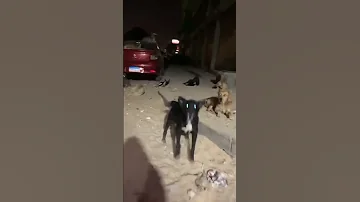 التطرف في حب الكلاب Animal حيوانات كلاب 