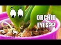 Orchid eyes  what are they what do they do