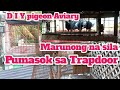 Diy aviary for pigeon  youngbird fast trapping 