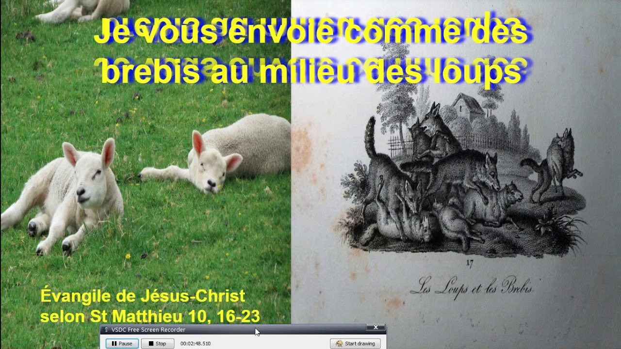 Brebis au milieu des loups - YouTube