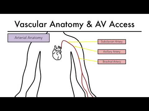 Hemodialysis Access 101 02 - Vascular Anatomy & AV Access