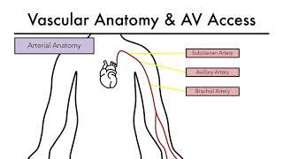 Hemodialysis Access 101 02  Vascular Anatomy & AV Access