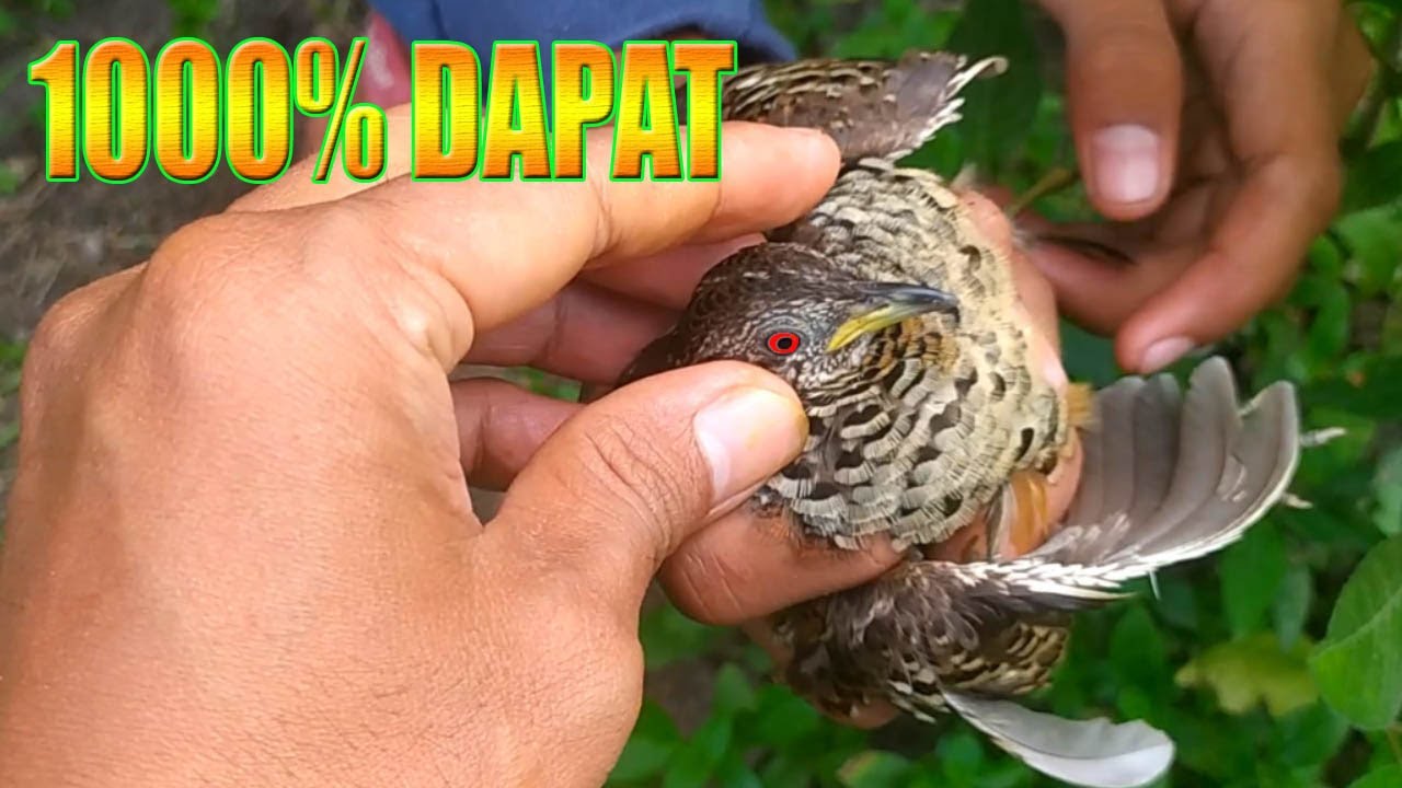 Cara Mudah Buat Jebakan Burung Puyuh LANGKA Dijamin 1000% DAPAT Menggunakan Lidi | Easy Bird Trap