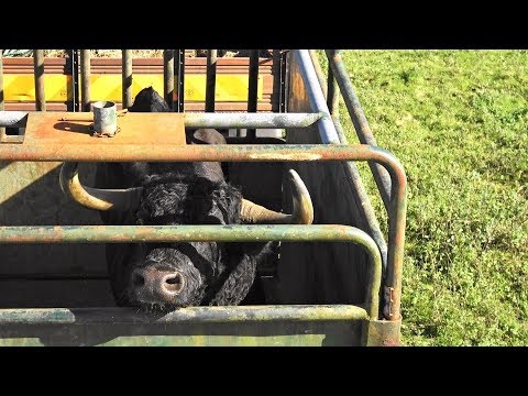 Video: Wild Bulls Gisando - Alternative View