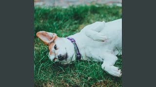 Blissful Bark Serenade Melodies