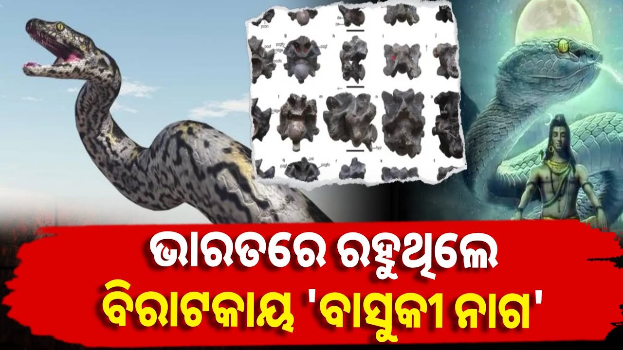 ମିଳିଲା ସାଗର ମନ୍ଥନ ସମୟର ବାସୁକୀ ସାପର ଜୀବାଶ୍ମ || Knews odisha