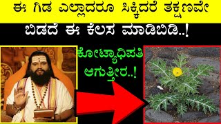 ಈ ಗಿಡ ಎಲ್ಲಾದ್ರೂ ಸಿಕ್ಕಿದ್ರೆ ಬಿಡಬೇಡಿ ಹೀಗೆ ಮಾಡಿ | argemone mexican plant benefits in Kannada | DK
