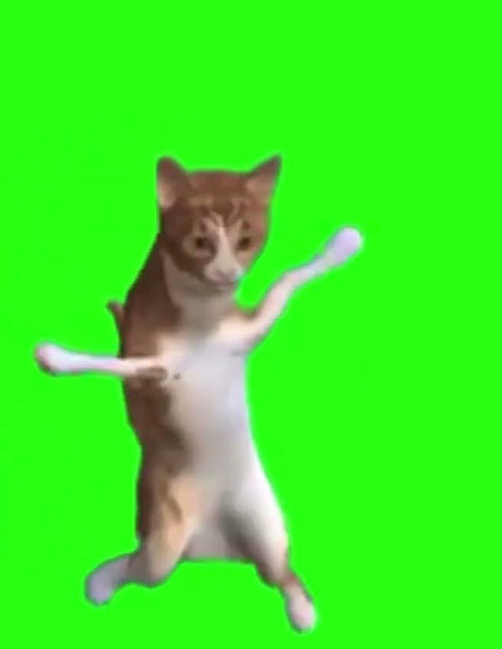 рыжий кот танцует футаж - YouTube