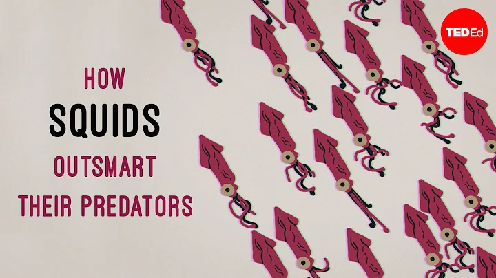 How squids outsmart their predators - Carly Anne York - DayDayNews
